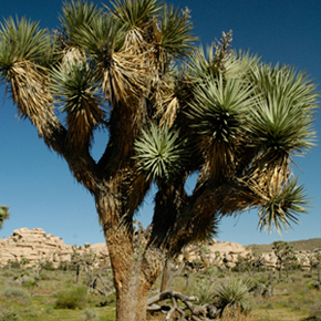 joshuatree-in.jpg